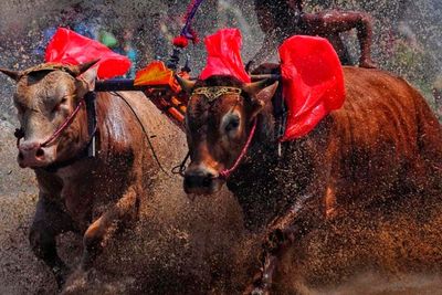 Karapan Sapi, Tradisi Kebanggaan Tahunan Madura