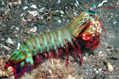 Udang Mantis Si Pemilik Tinju Kecepatan Penuh