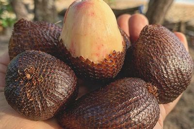 Konsumsi Buah Salak, Ini 5 Manfaatnya Untuk Kesehatan 
