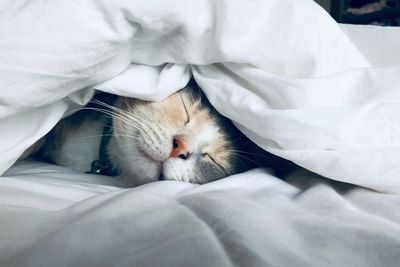 Ternyata Tidur Bersama Kucing Berdampak Terhadap Kesehatan
