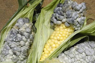 Gosong Bengkak, Penyakit Yang Sebabkan Jagung Gagal Panen