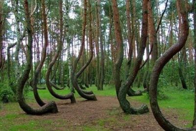 Hutan Hoia Baciu, Gerbang Menuju Dimensi Lain