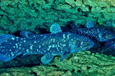 Raja Laut, Ikan Purba Yang Lebih Tua Dari Dinosaurus