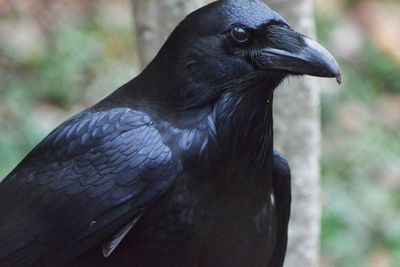 Suara Burung Gagak Dianggap Sebagai Pertanda Kematian, Percaya?