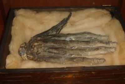 Mumi Tangan Hand Of Glory, Jimat Pencurian Dengan Kekuatan Magis
