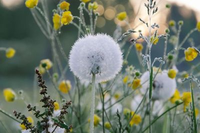 5 Manfaat Baik Teh Dandelion, Sehatkan Tulang Hingga Liver