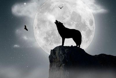 Misteri Lolongan Serigala Dan Munculnya Bulan Purnama