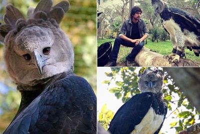 Harpy Eagle, Burung Elang Terbesar di Dunia Seukuran Manusia
