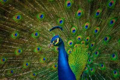 Burung Merak Melindungi Diri dengan Ratusan Mata
