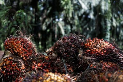Pemerintah Serahkan 674 Ribu Hektar Lahan Sawit ke PT Agrinas, Puluhan Pabrik Baru Akan Dibangun