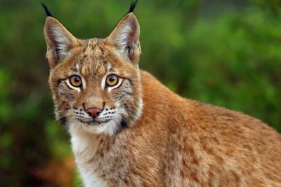 Lynx Si Kucing Liar dengan Bulu Hitam di Ujung Telinga