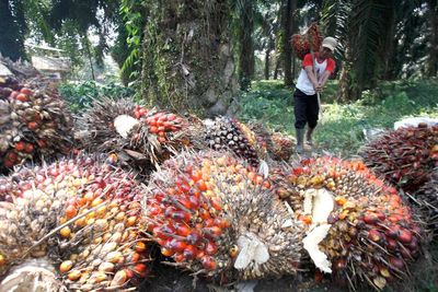 Soal Sawit, Pemerintah Bersiap Lawan Uni Eropa di WTO