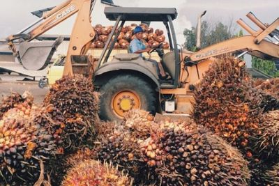 Kelapa Sawit, Kekayaan Indonesia yang Terus Dijegal Keberadaannya