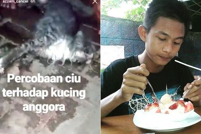 Polda Jogja Bergerak Cepat Selidiki Pelaku yang Cekoki Ciu ke Kucing