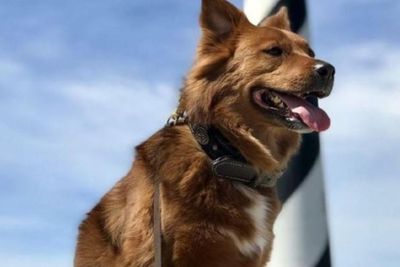Anjing Mo yang Didaulat Jadi Duta Pariwisata