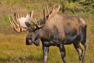 Moose, Jenis Rusa Terbesar di Dunia Bertanduk Unik!