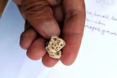 Balai Arkeologi Papua Temukan Gigi Manusia Prasejarah