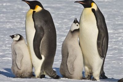 Penguin Kaisar, Spesies Terbesar Penguin di Antartika