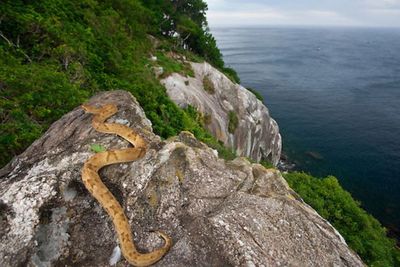 Ngeri! Pulau Terpencil di Brazil Ini Dihuni Ribuan Ular Berbisa