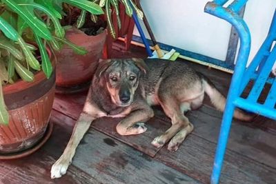 Kisah Seekor Anjing yang Setia Tunggu Majikannya