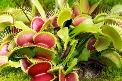 Venus Flytrap, Tumbuhan Karnivora Pemangsa Serangga