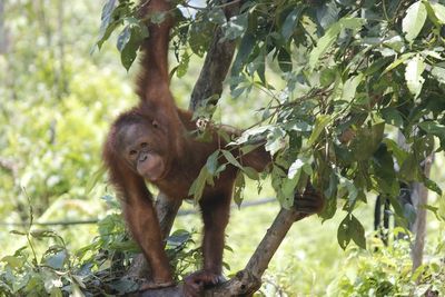 Warga Ibu Kota Baru Bisa Hidup Bareng dengan Orang Utan?