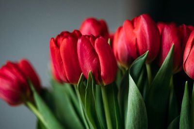 Selain Bunga Mawar, Bunga Tulip Juga Bermanfaat Untuk Kecantikan