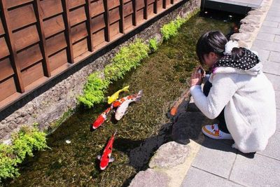 Saking Bersihnya, Ikan Koi Bisa Hidup di Selokan Jepang