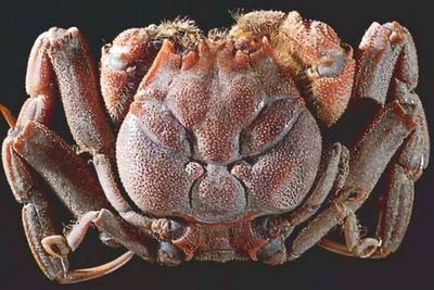 Legenda Samurai yang Bereinkarnasi Menjadi Kepiting