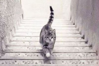 Tebak Kucing Ini Sedang Turun atau Naik Tangga? dan Temukan Jawabannya