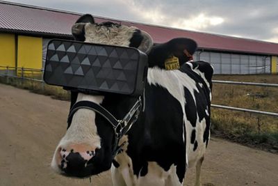 Unik! Sapi Ini Pakai Headset VR untuk Produksi Susu yang Berkualitas