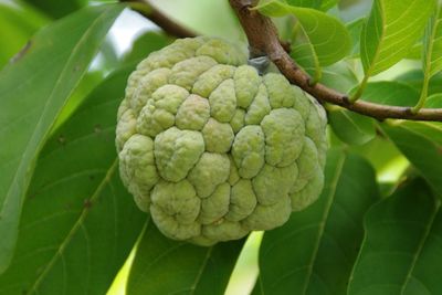 Srikaya, dari Akar Hingga ke Buah yang Kaya Manfaat