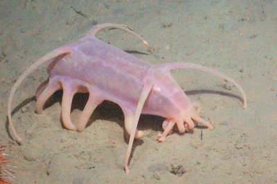 Babi Laut, Kerabat Teripang di Laut Terdalam