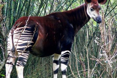 Okapi, Hewan Unik Gabungan Kuda, Zebra dan Jerapah
