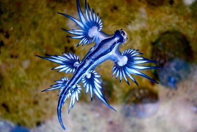 Siput Laut Naga Biru Pemangsa Ubur-Ubur Beracun