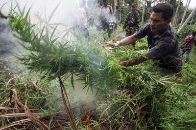 FOTO: Pemusnahan 52 Hektare Ladang Ganja di Aceh
