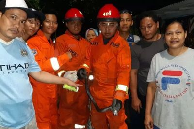 Pemilik Warung di Jeruk Purut Terkena Semburan Bisa Induk Kobra