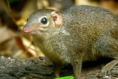 Tupai, Hewan Pengerat Lucu Pemakan Serangga