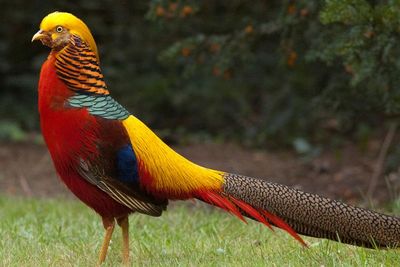 Burung Tercantik Asal Cina, Pesona Keindahan Warna Bulunya