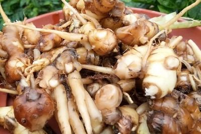 Nggak Disangka, Kencur Ternyata Punya 5 Khasiat Jitu untuk Kesehatan