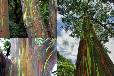 Pohon Tinggi Ini Memiliki Batang Berwarna Pelangi