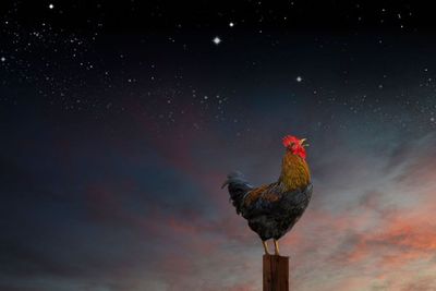Mitos Ayam Berkokok di Tengah Malam, Beri Makna yang Beragam
