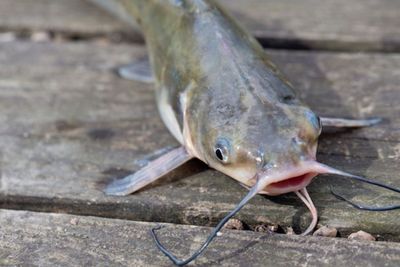 Manfaat Sehat dari Konsumsi Ikan Lele