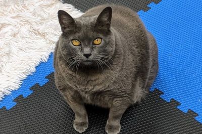 Cinder Block, Kucing Gendut Lucu yang Alami Obesitas