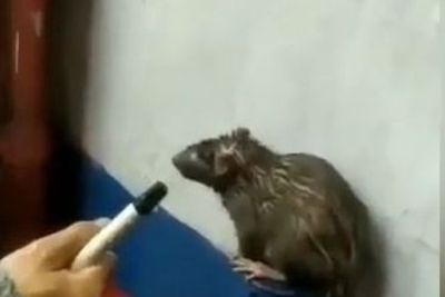 Viral! Sisi Lain Dampak Banjir, Tikus Diwawancara hingga Kecoa Ngungsi