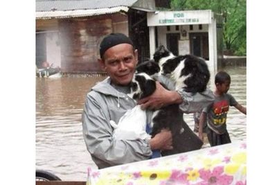 Inilah Potret Penyelamatan Kucing Kala Banjir Melanda