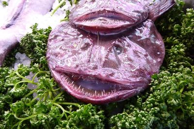 Ikan Berwujud Menyeramkan Ini, Punya Rasa Seenak Lobster