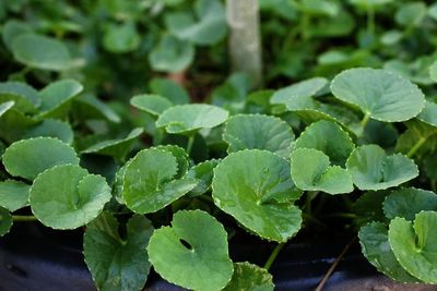 Mengenal Centella Asiatica, Tanaman Liar yang Memiliki Banyak Manfaat