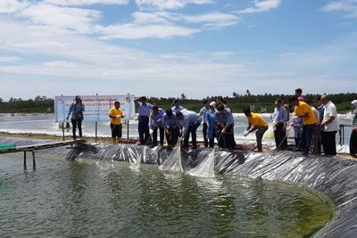 Menteri Edhy Bersama Nelayan Panen Udang Vaname di Mempawah