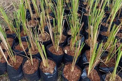 Vetiver, Solusi Alami Cegah Tanah Longsor